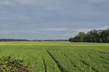 Bulog Lampung tetap menerima gabah petani terdampak cuaca buruk