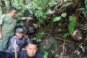 Siap-siap, dua individu bunga rafflesia jenis terlangka bakal mekar sempurna di Agam (Video)