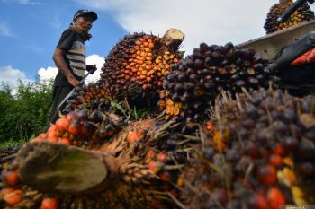Harga TBS di Riau turun akibat CPO merosot