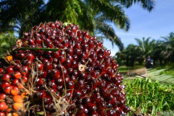 Harga TBS naik petani di Riau sejahtera