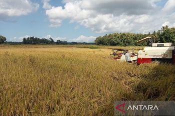 Pemkab Bantul melakukan percepatan tanam padi di empat kecamatan
