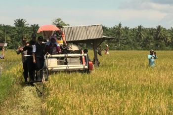 Produksi padi di Pasaman Barat Januari-Maret 2025 capai 32.394 ton