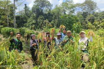 Kelompok Tani Suku Anak Dalam tumbuhkan harapan kemandirian pangan