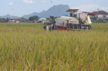Petani Tulungagung keluhkan harga gabah di bawah HET