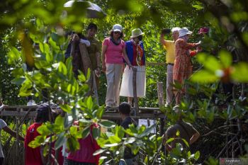 Kemenhut pastikan tidak ada lagi izin penebangan kayu di kawasan mangrove