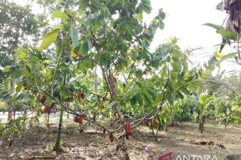Bupati Jayapura: Lembah Grimenawa miliki potensi kakao