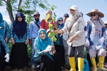 Tanam murbei, Dekranasda dorong pengembangan industri sutera lokal Aceh
