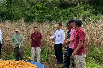 Lapas Lubuk Basung panen jagung di lahan asimilasi