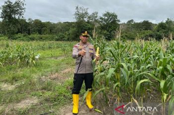 Kapolres Balangan tinjau progres ketahanan pangan di Kecamatan Parsel