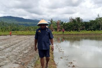 Pemkab Jayapura siap bangun irigasi aliri sawah Distrik Namblong