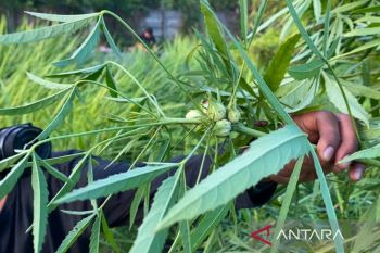 Geger, temuan ganja lebih dari 2 meter di Pekanbaru