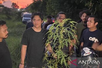 Tanaman diduga ganja di Pekanbaru negatif dalam uji cepat laboratorium