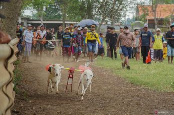 Karapan kambing Probolinggo