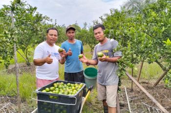 Di Kabupaten Sambas sudah 67 desa terapkan teknologi Moraga untuk tingkatkan produktivitas jeruk