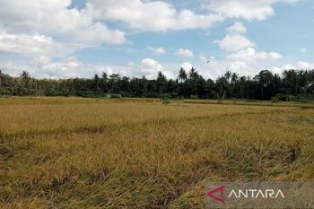 Bantul perpendek jarak tanam dengan panen untuk perluas tanam padi