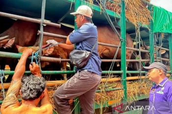 Gubernur NTB kerahkan tiga dinas atasi antrean sapi di Pelabuhan Gili Mas