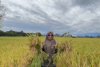 Aceh Besar dapat bantuan 115 ton benih