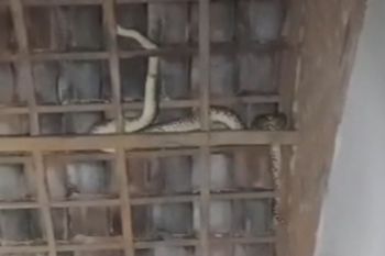 Damkarmat Lamsel evakuasi ular sanca ukuran tiga meter dari atap rumah warga