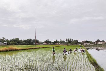 Pemprov NTB klasterisasi lahan pertanian sesuai potensi desa
