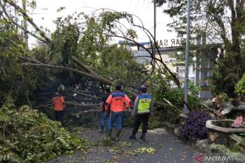 BPBD OKU Selatan evakuasi pohon tumbang di ruas  jalan utama