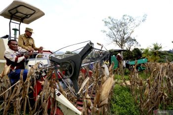 Gubernur Gorontalo panen raya jagung di Kabupaten Gorontalo