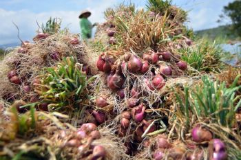 Pasokan bawang merah nasional April 2025