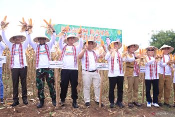 Bupati Dompu beberkan kendala petani jagung tingkatkan produktivitas
