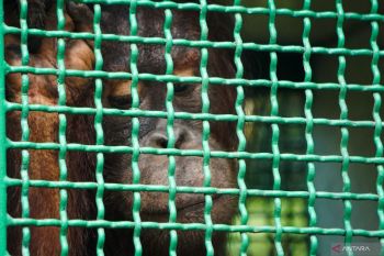 Menhut lepas enam orang utan rehabilitasi BOSF  ke Hutan Kehje Sewen