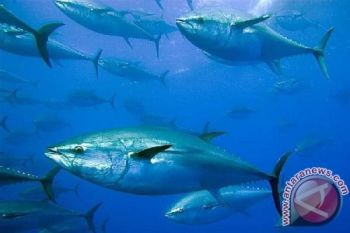 Ekspor tuna di NTB terdampak kebijakan tarif AS