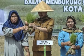 Gerakan tanam padi serentak di Jambi