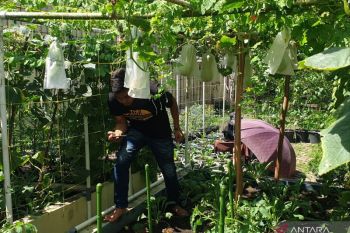Sumsel optimalkan gerakan mandiri pangan  manfaatkan pekarangan