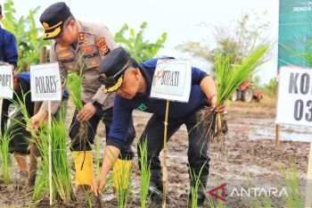 Tanam padi serentak bersama Presiden Prabowo, Asmar : ini bentuk nyata jaga ketahanan pangan
