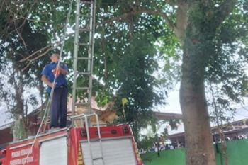 Warga Koto Panjang laporkan ke Damkar temukan sarang tawon