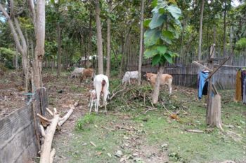 Jangan biarkan ternak berkeliaran di tempat umum