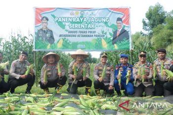 Dukung ketahanan pangan nasional, Polres Meranti panen raya jagung serentak