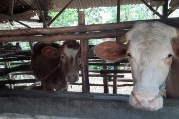 Kebutuhan hewan kurban di wilayah Lombok Timur aman