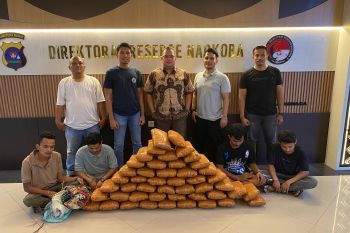 Polda Sumbar sita dua karung ganja dari pengedar (Video)