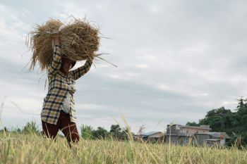Bulog Riau tingkatkan target serapan gabah 1.200 ton