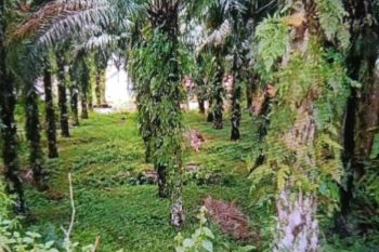 Pemkab Pasaman Barat ajak petani usulkan peremajaan kelapa sawit