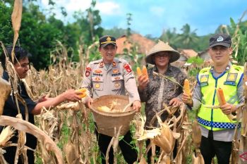 Polres OKU panen 4,5 ton jagung di lahan binaan Desa Martha Jaya