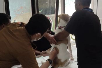 Pemkot Ambon sebut enam warga meninggal dunai akibat gigitan anjing rabies