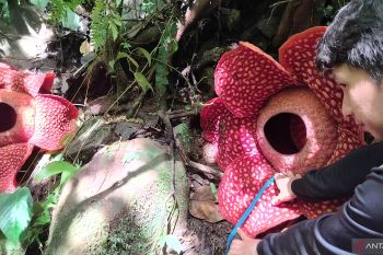 Pertama di dunia, bunga rafflesia Tuan-Mudae mekar bersamaan di Agam (Video)