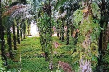 Pemkab Pasaman Barat ajak petani usulkan peremajaan kelapa sawit