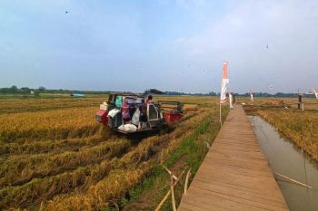 PGN-BRIN panen perdana padi varietas Biosalin sebanyak 116 ton