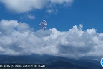 Gunung Semeru erupsi dengan tinggi hingga 800 meter