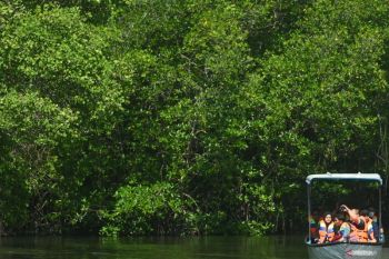 Indonesia's mangrove coverage rises to 3.46 million hectares