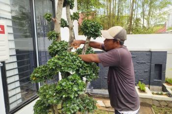 Berawal dari hobi Kurnadi hasilkan omset jual tanaman hias Rp50 juta per bulan