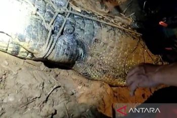 Tim gabungan tangkap buaya penerkam anak di Sungai Sangatta