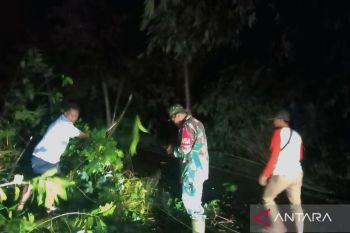 BPBD OKU pindahkan  pohon tumbang di tiga titik lokasi