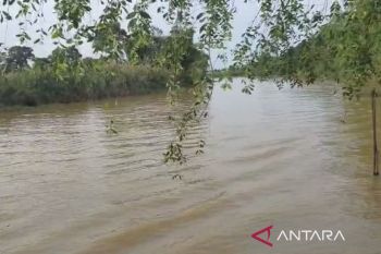 Jasad pelajar SD korban terkaman buaya ditemukan di Sungai Sangatta